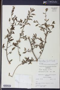 Ilex curtissii image