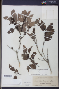 Ilex krugiana image