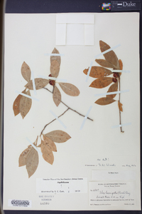 Ilex laevigata image