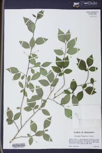 Ilex longipes image