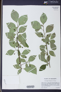 Ilex longipes image