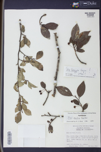 Ilex longipes image