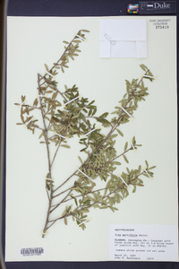 Ilex myrtifolia image