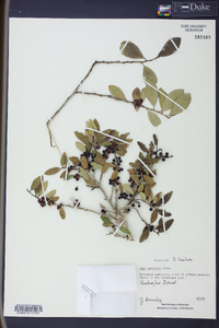 Ilex vomitoria image