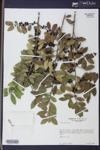 Ilex vomitoria image