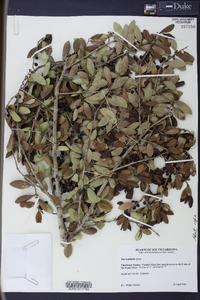 Ilex vomitoria image