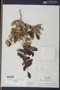 Ilex vomitoria image