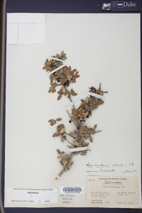 Ilex vomitoria image