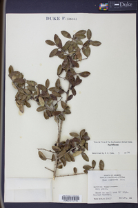 Ilex vomitoria image