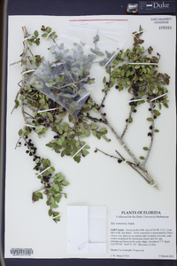 Ilex vomitoria image