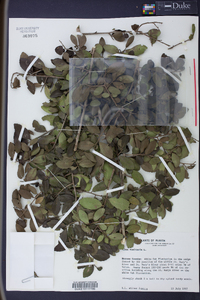 Ilex vomitoria image