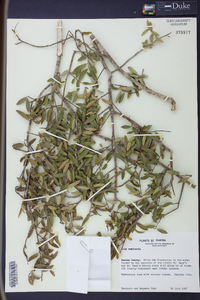 Ilex vomitoria image