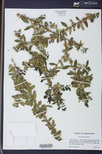 Ilex vomitoria image