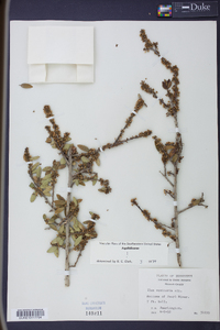 Ilex vomitoria image