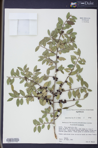 Ilex vomitoria image