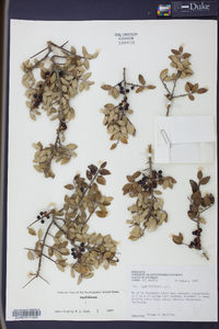 Ilex vomitoria image