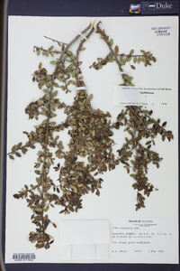 Ilex vomitoria image