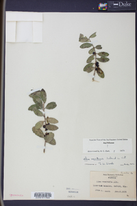 Ilex vomitoria image