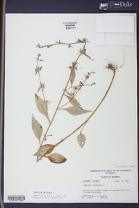 Campanulastrum americanum image