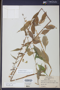 Campanulastrum americanum image