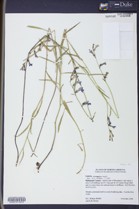 Lobelia elongata image