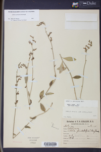 Lobelia georgiana image