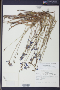 Lobelia glandulosa image