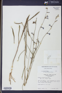 Lobelia glandulosa image