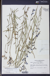 Lobelia glandulosa image