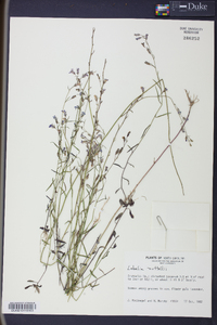 Lobelia nuttallii image