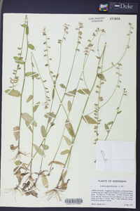 Lobelia appendiculata image