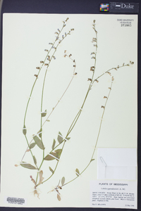 Lobelia appendiculata image