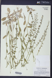 Lobelia appendiculata image