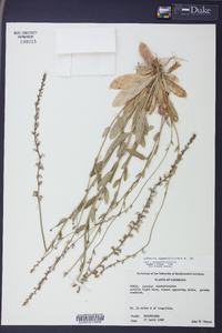 Lobelia appendiculata image