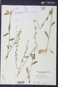 Lobelia appendiculata image