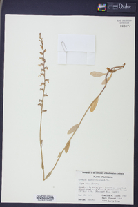 Lobelia appendiculata image