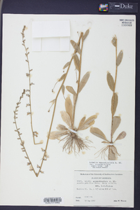 Lobelia appendiculata image