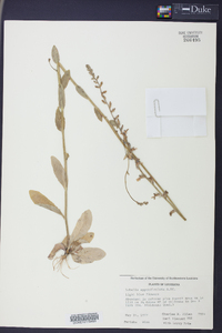 Lobelia appendiculata image