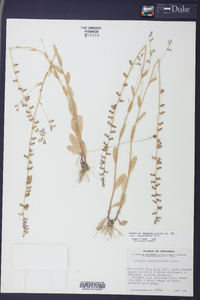 Lobelia appendiculata image