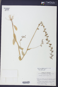 Lobelia appendiculata image