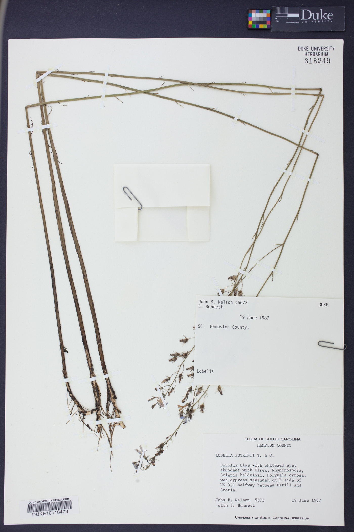 Lobelia boykinii image