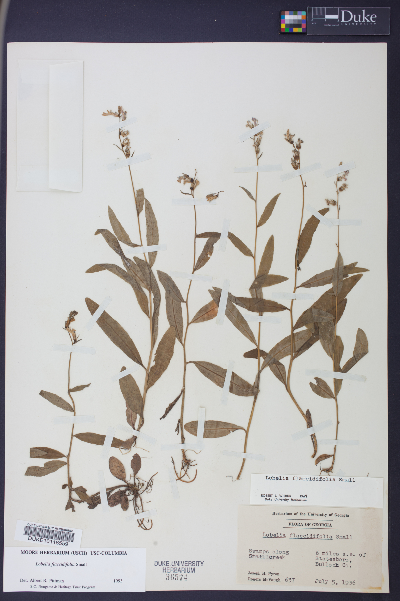 Lobelia flaccidifolia image