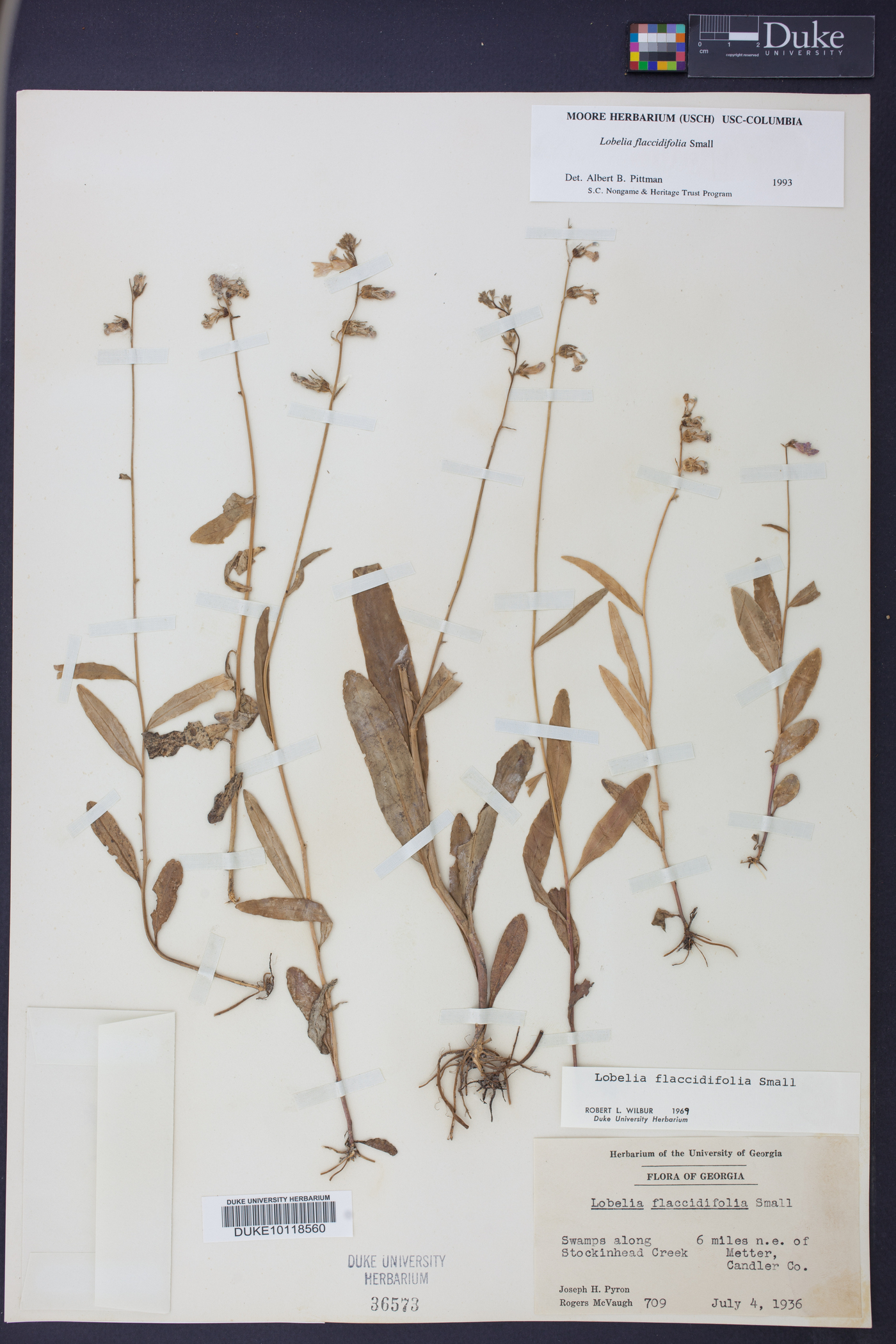 Lobelia flaccidifolia image