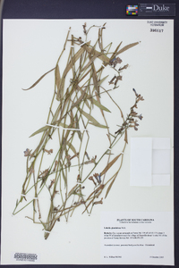 Lobelia glandulosa image