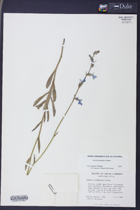 Lobelia glandulosa image