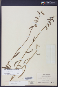 Lobelia glandulosa image