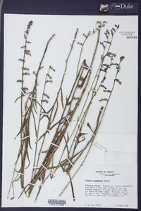 Lobelia glandulosa image