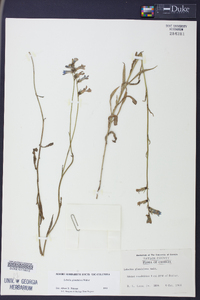 Lobelia glandulosa image