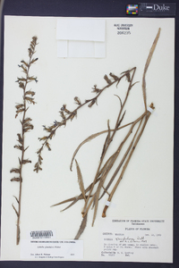 Lobelia glandulosa image