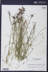 Lobelia nuttallii image